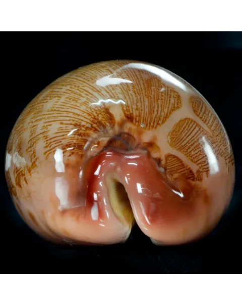 Leporicypraea Mappa Rosea