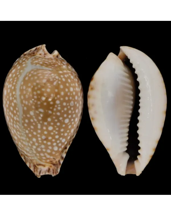 Naria Lamarckii