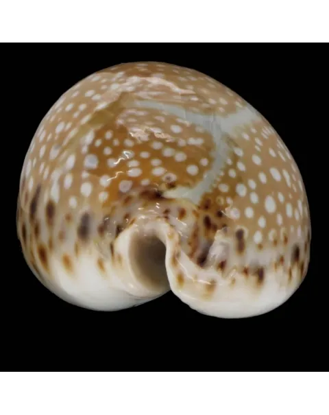 Naria Lamarckii