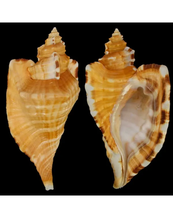 Cymatium Raderi