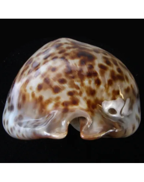 Trona Stercoraria