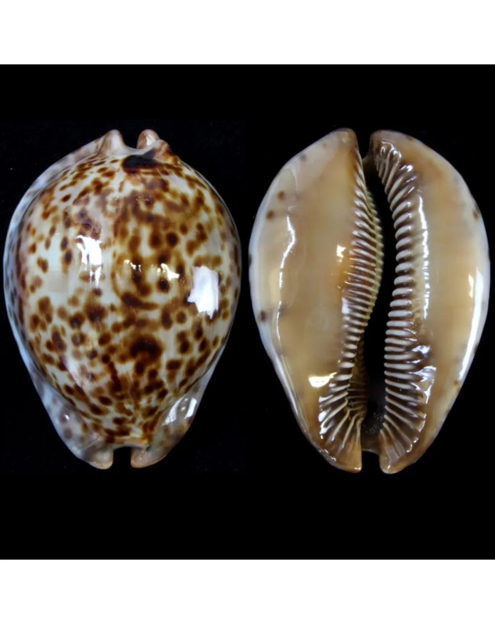 Trona Stercoraria