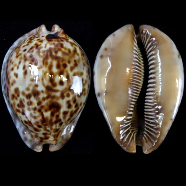 Trona Stercoraria