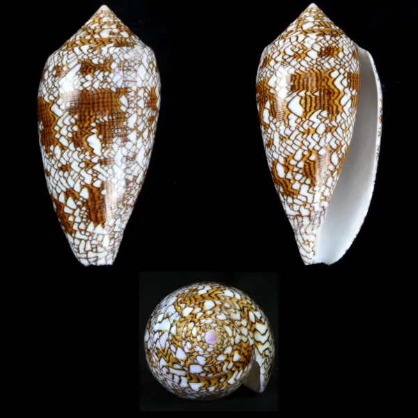 Conus Textile f. Pyramidalis