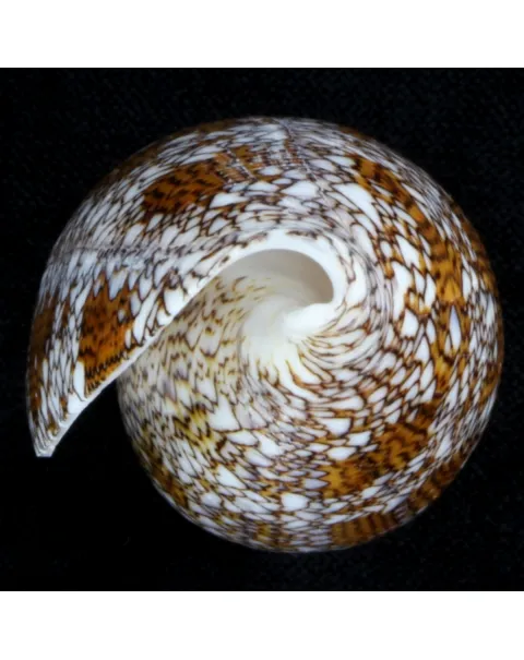 Conus Textile f. Pyramidalis