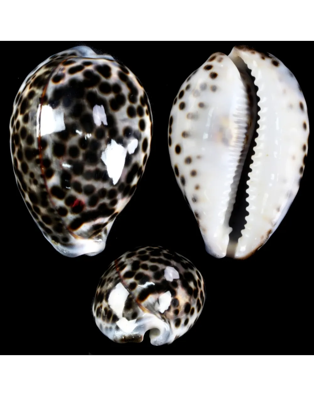 Cypraea Tigris Tigris