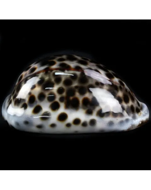 Cypraea Tigris Tigris
