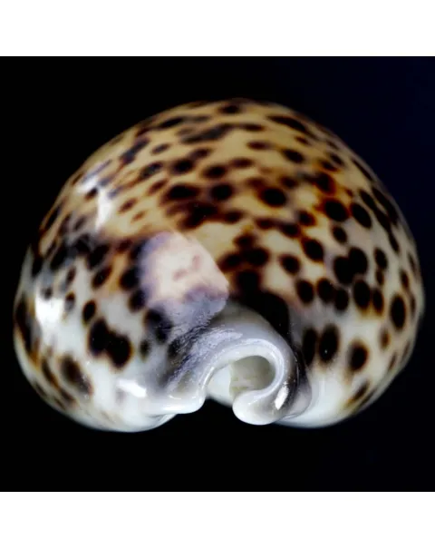 Cypraea Tigris Tigris