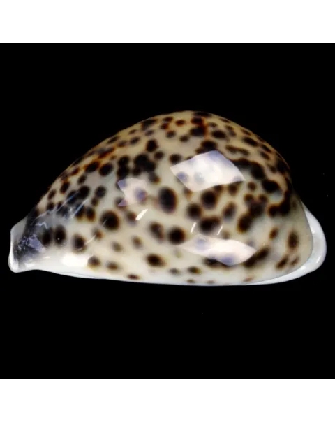 Cypraea Tigris Tigris