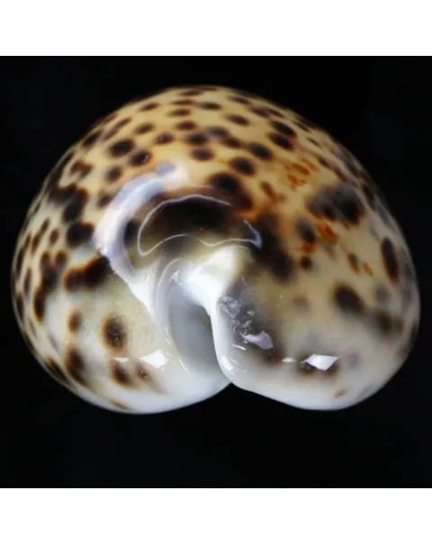 Cypraea Tigris Tigris