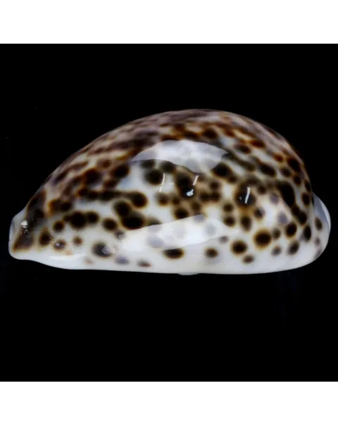 Cypraea Tigris Tigris