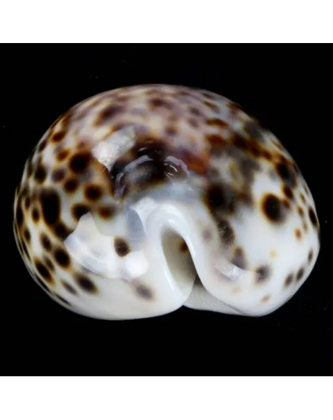Cypraea Tigris Tigris