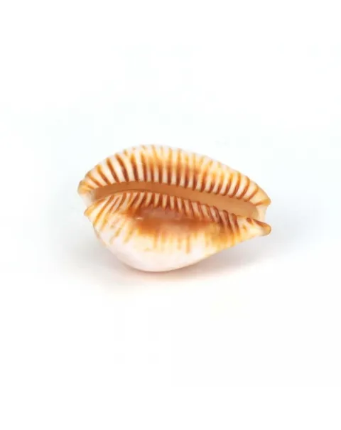 Perisserosa Guttata Azumai