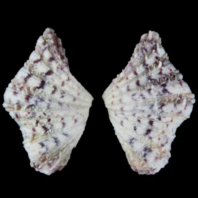 Hippopus Hippopus 