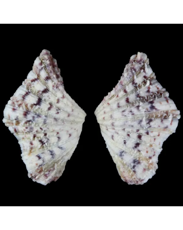 Hippopus Hippopus 