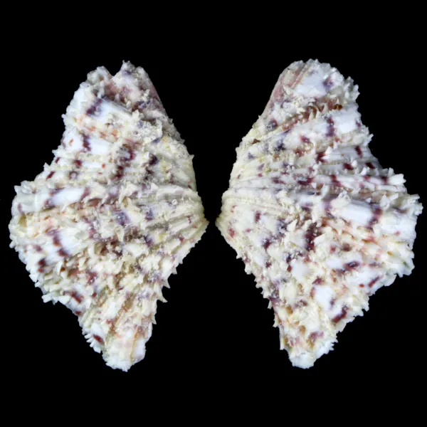 Hippopus Hippopus 