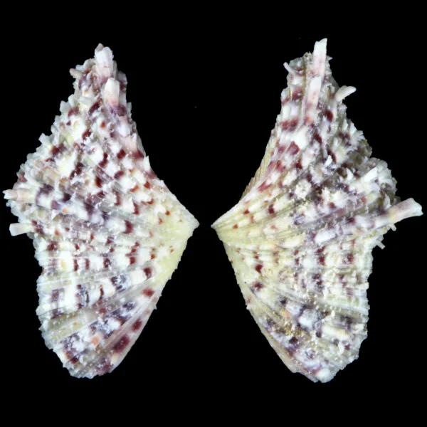 Hippopus  Hippopus 