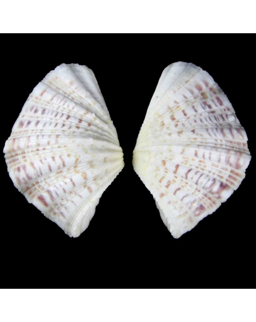 Hippopus  Pocellanus