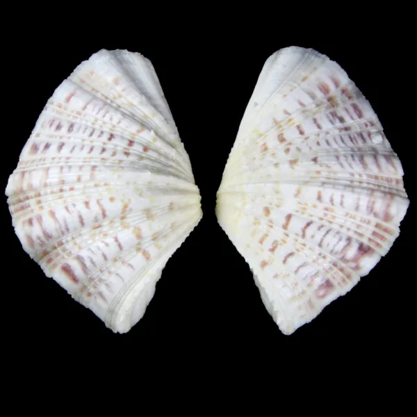 Hippopus  Pocellanus