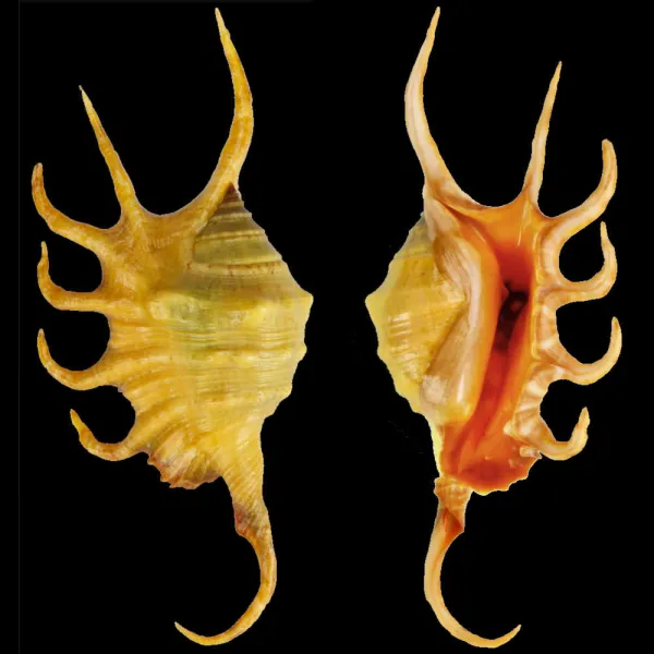 Lambis Crocata