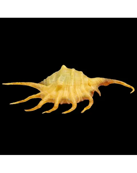 Lambis Crocata