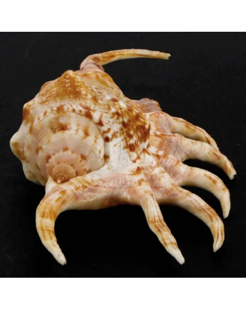 Lambis Crocata
