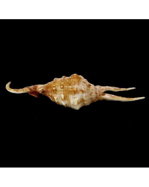 Lambis Crocata
