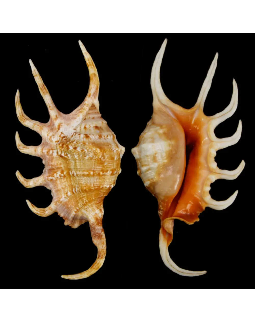 Lambis Crocata