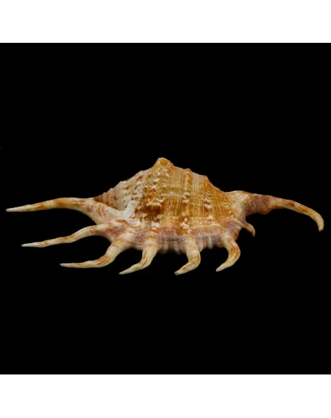 Lambis Crocata