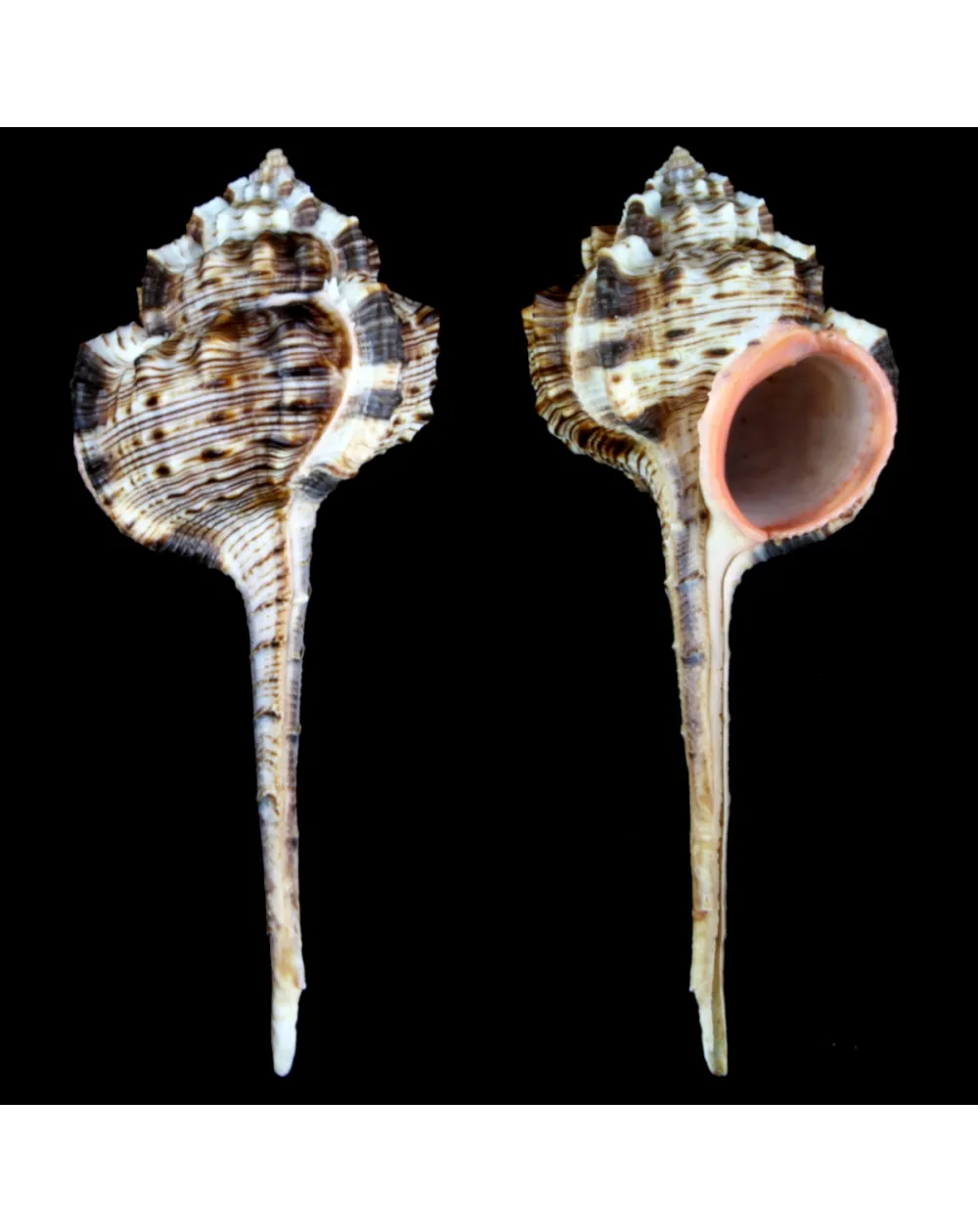 Haustellum Haustellum XL
