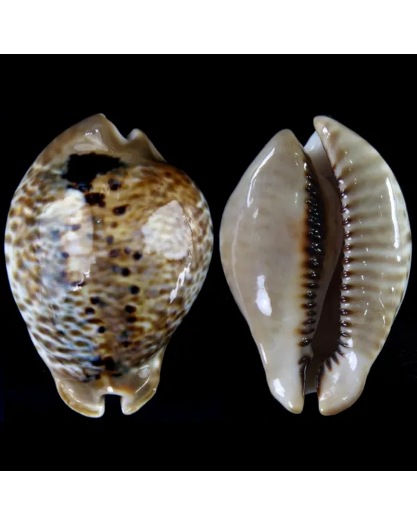Muracypraea Mus Tristensis