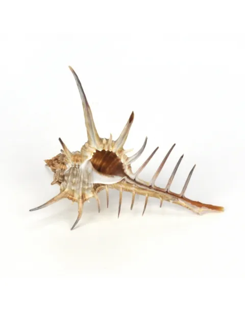 Murex Ternispina