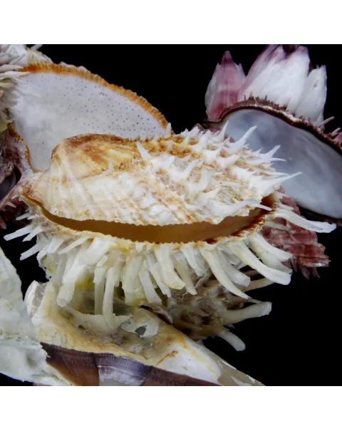 Malleus Albus e Spondylus 