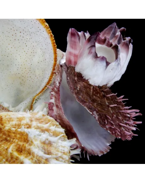 Malleus Albus e Spondylus 