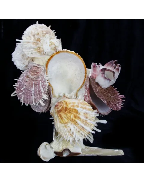 Malleus Albus e Spondylus 