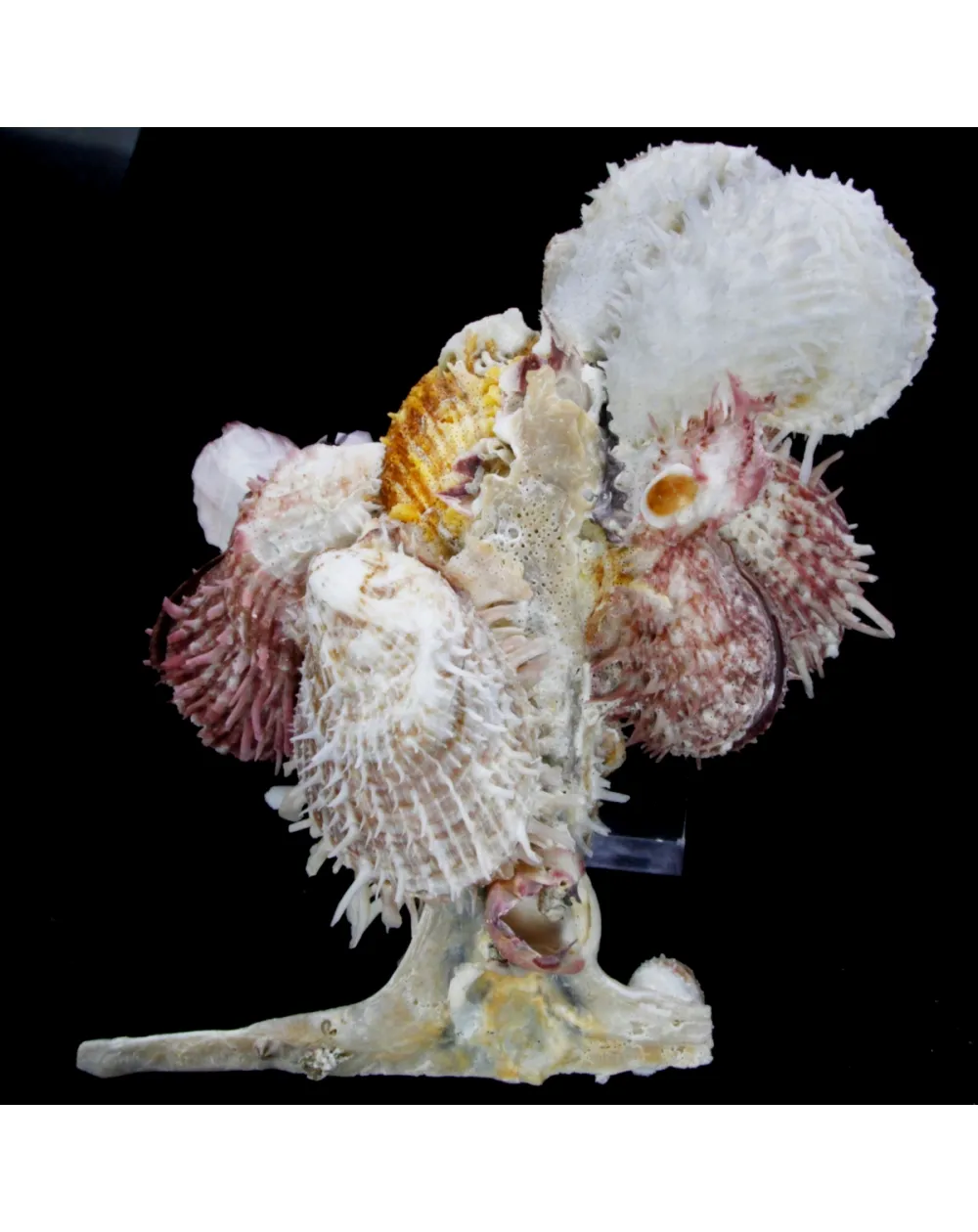 Malleus Albus e Spondylus 