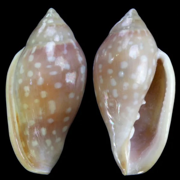 Marginella Sebastiani
