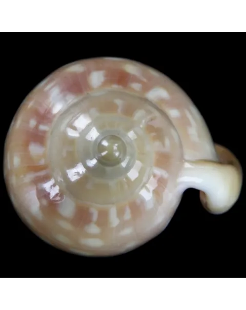 Marginella Sebastiani