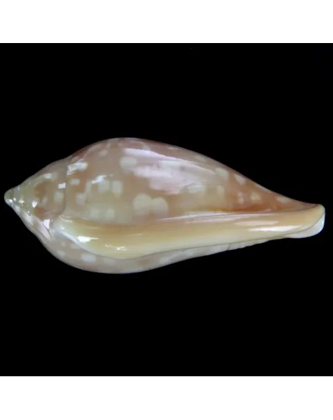 Marginella Sebastiani