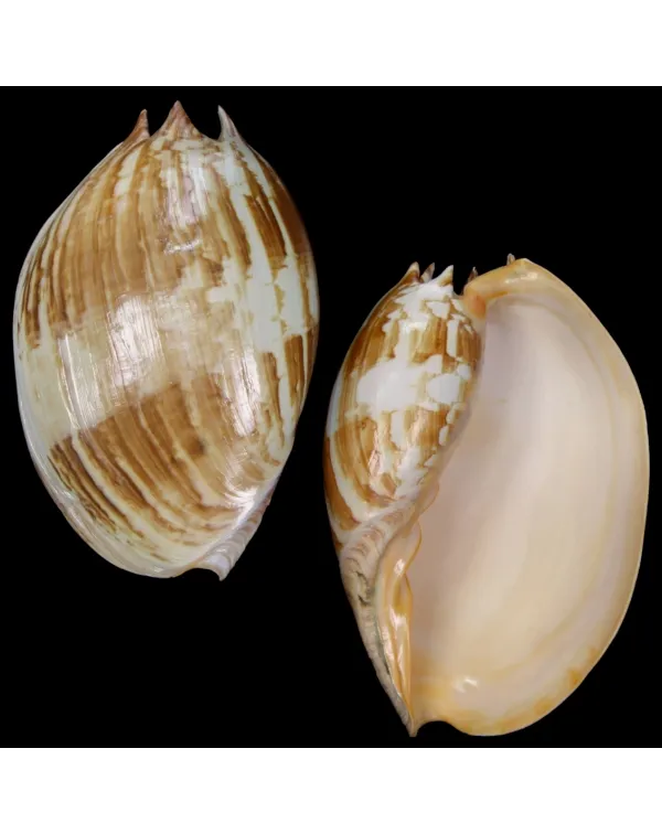 Melo Amphora
