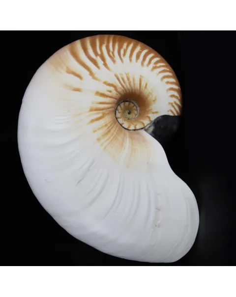 Allonautilus Scrobiculatus (Lightfoot, 1786)