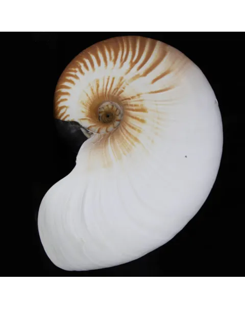 Allonautilus Scrobiculatus (Lightfoot, 1786)