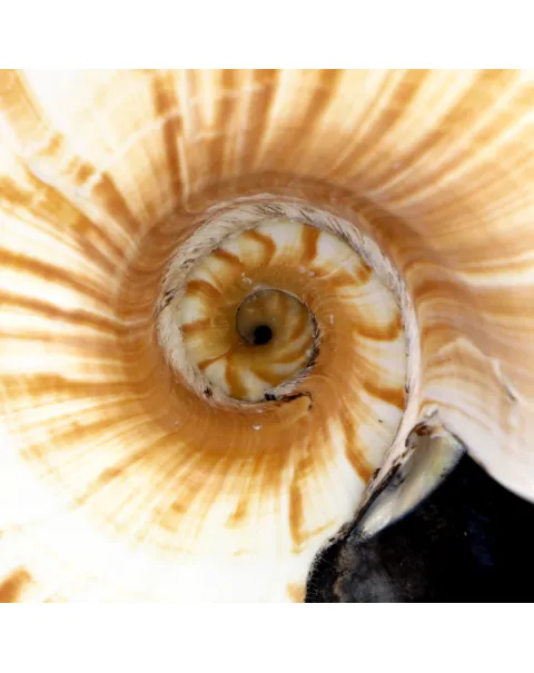 Allonautilus Scrobiculatus (Lightfoot, 1786)