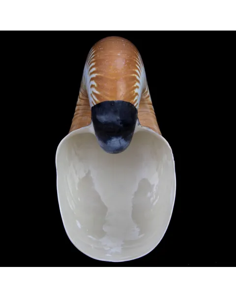 Allonautilus Scrobiculatus (Lightfoot, 1786)
