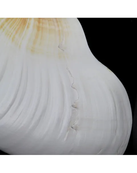 Allonautilus Scrobiculatus (Lightfoot, 1786)