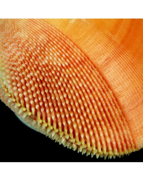 Nemocardium Bechei