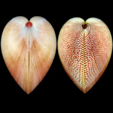 Nemocardium Bechei