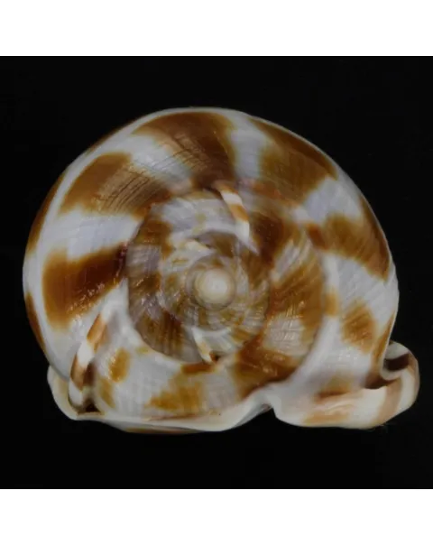 Phalium Areola