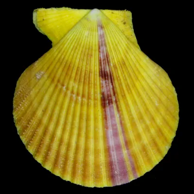 Mimachlamys Spinicostata