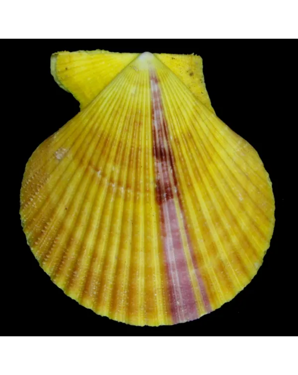 Mimachlamys Spinicostata